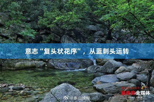 意志“复头状花序”，从蓝刺头运转